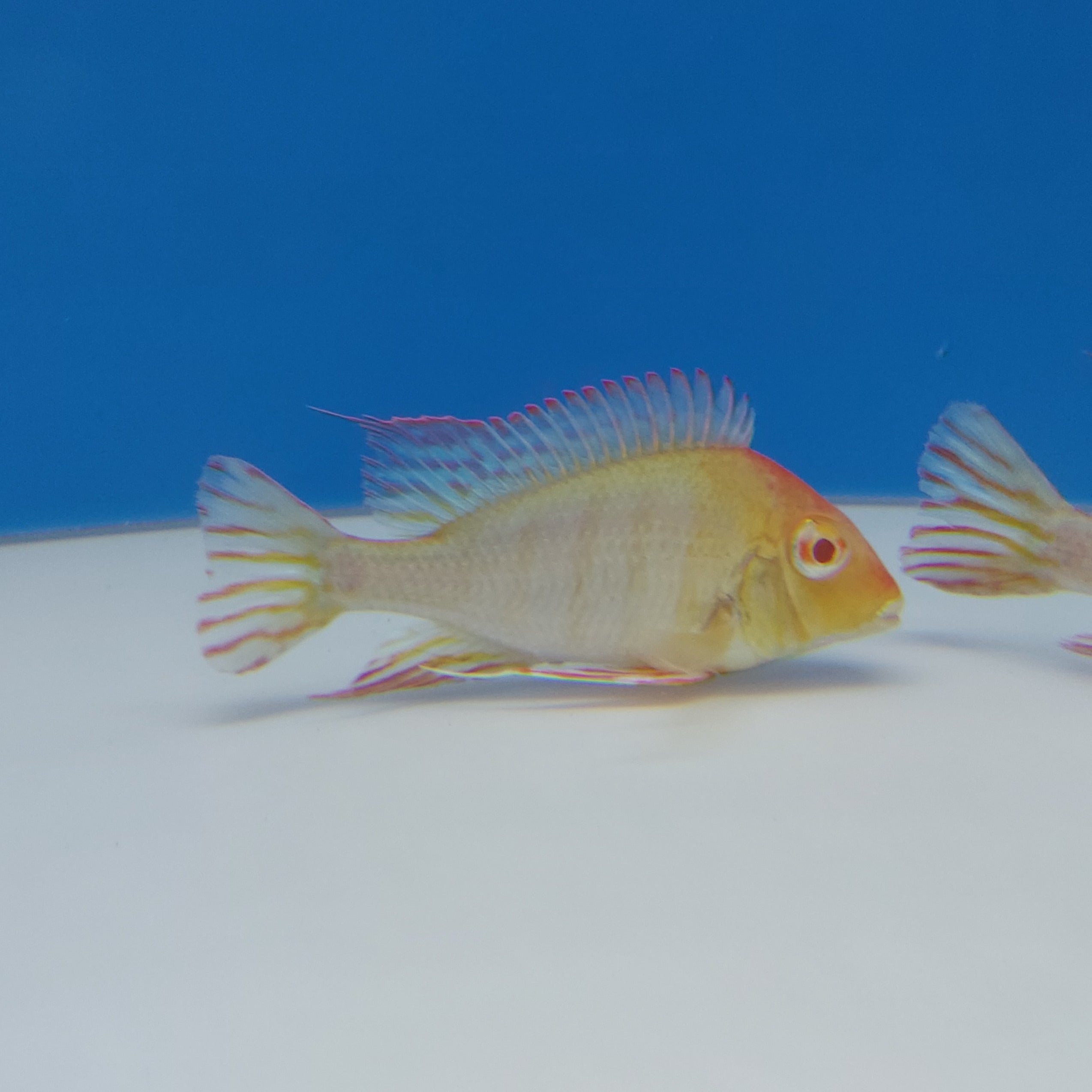 Albino Red Head Tapajos Geophagus Cichlid (Geophagus sp)