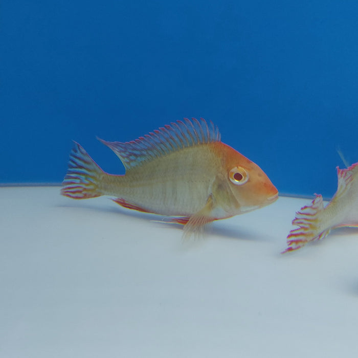 Albino Red Head Tapajos Geophagus Cichlid (Geophagus sp)