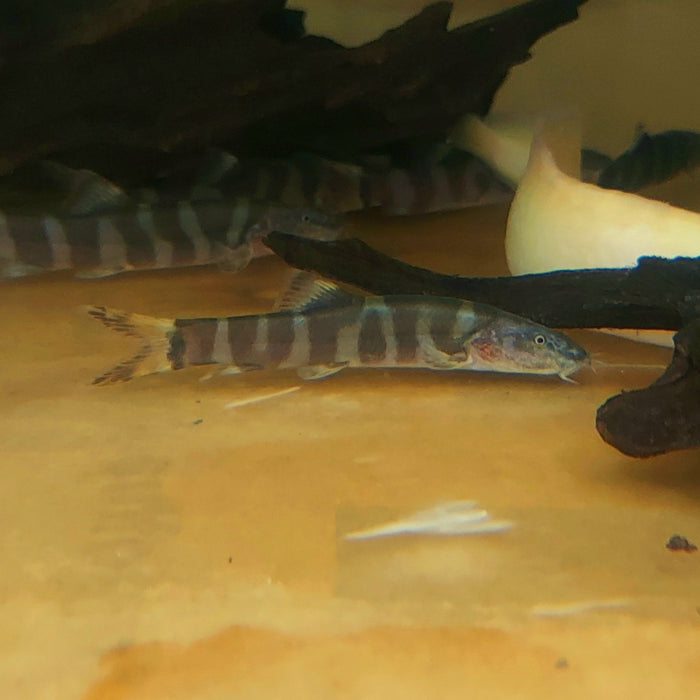 Imperial Loach (Leptobotia elongata)
