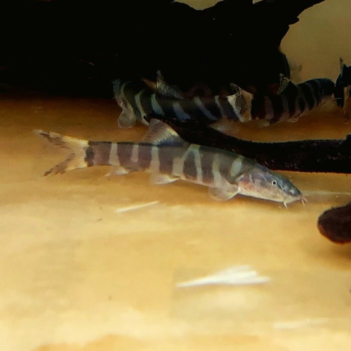 Imperial Loach (Leptobotia elongata)