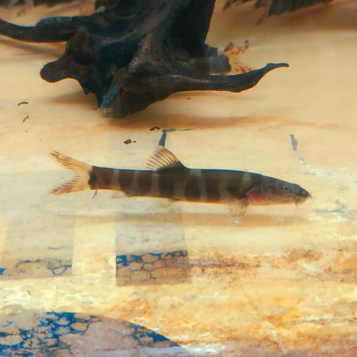 Imperial Loach (Leptobotia elongata)