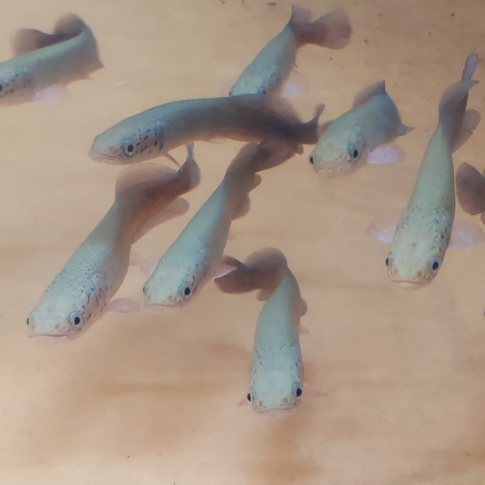 Arapaima (Arapaima gigas)