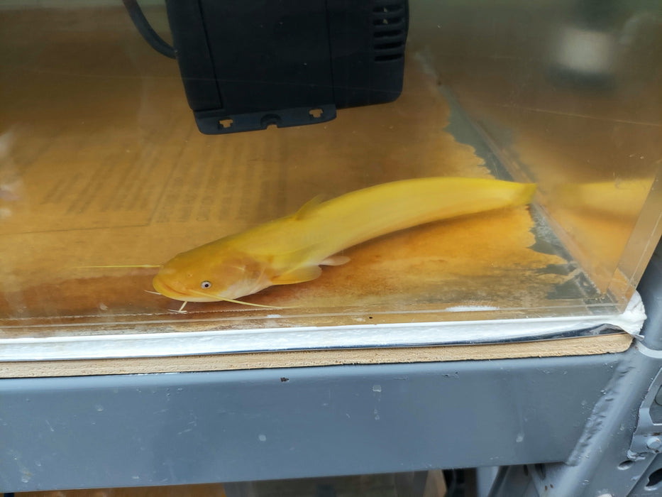 Golden Chinese Wels Catfish (Silurus merdionalis)