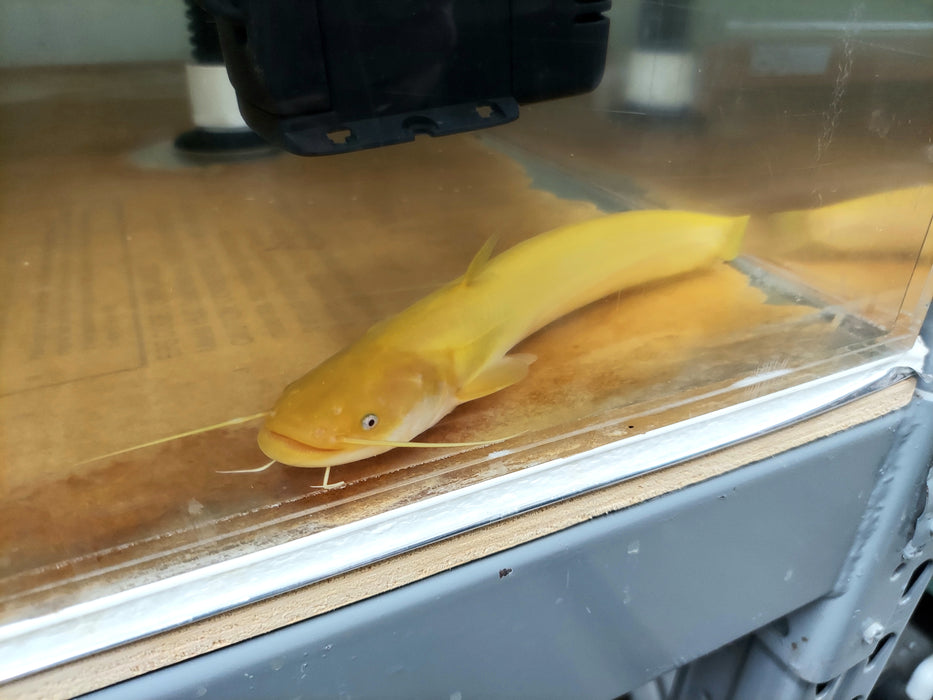 Golden Chinese Wels Catfish (Silurus merdionalis)