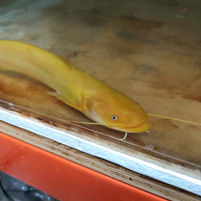 Golden Chinese Wels Catfish (Silurus merdionalis)