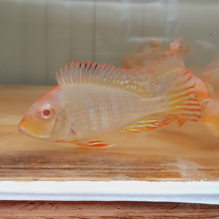 Albino Red Head Tapajos Geophagus Cichlid (Geophagus sp)