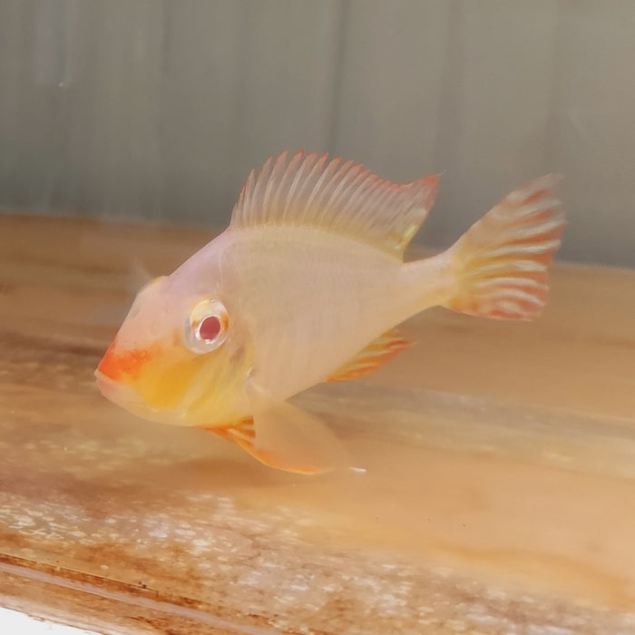 Albino Red Head Tapajos Geophagus Cichlid (Geophagus sp)