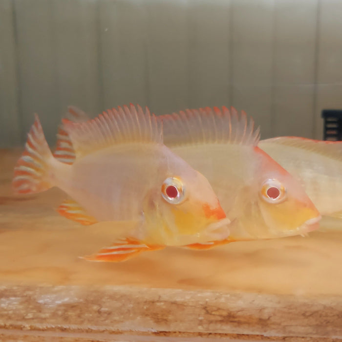 Albino Red Head Tapajos Geophagus Cichlid (Geophagus sp)