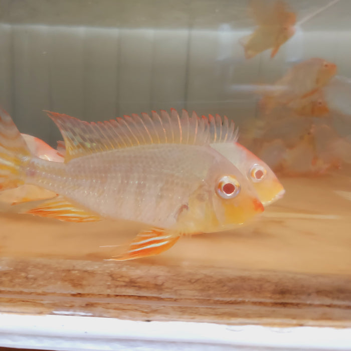 Albino Red Head Tapajos Geophagus Cichlid (Geophagus sp)