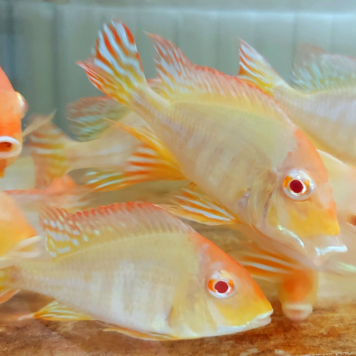 Albino Red Head Tapajos Geophagus Cichlid (Geophagus sp)