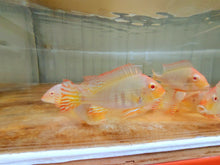 Load image into Gallery viewer, Albino Red Head Tapajos Geophagus Cichlid (Geophagus sp)
