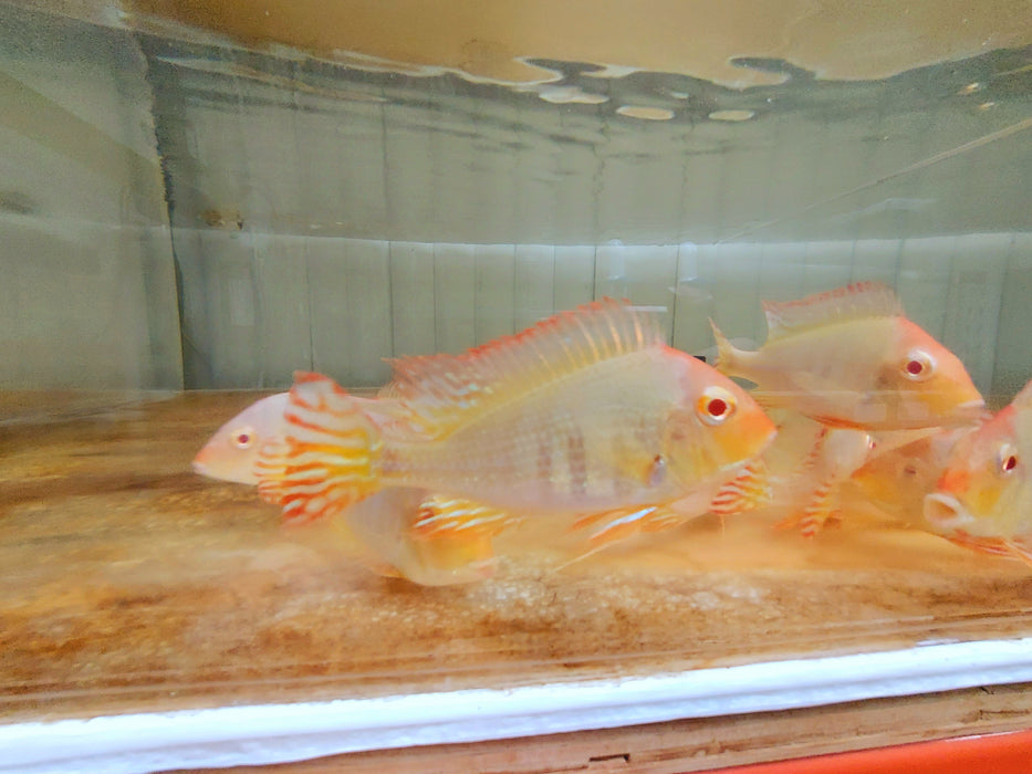 Albino Red Head Tapajos Geophagus Cichlid (Geophagus sp)
