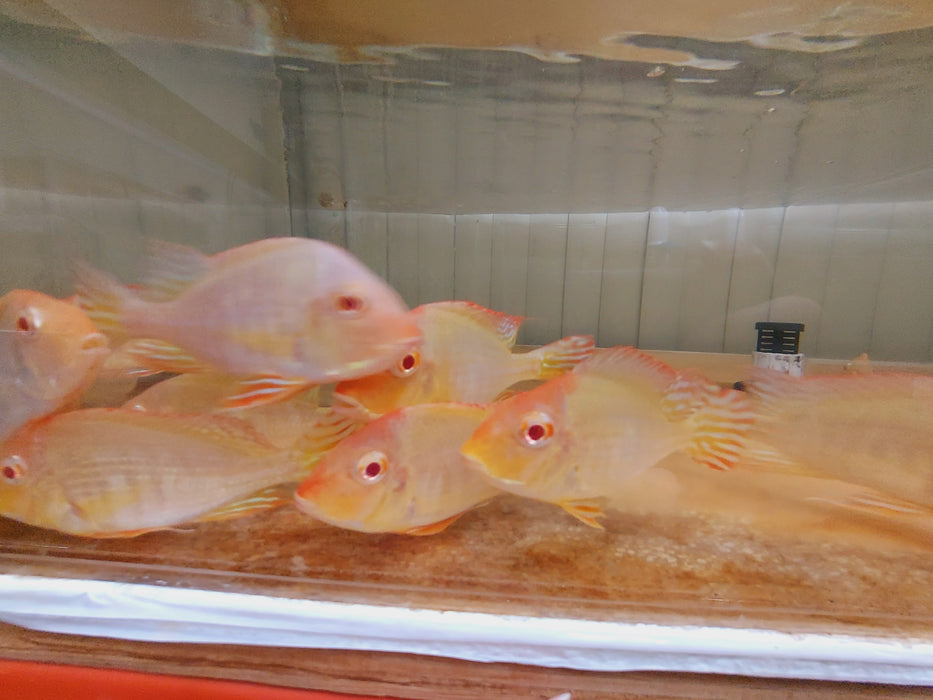 Albino Red Head Tapajos Geophagus Cichlid (Geophagus sp)