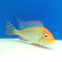 Load image into Gallery viewer, Albino Red Head Tapajos Geophagus Cichlid (Geophagus sp)
