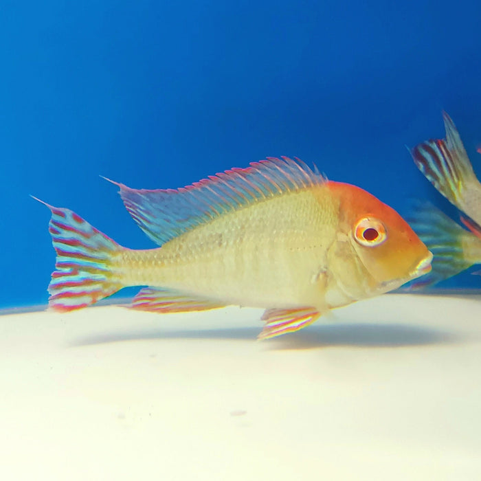 Albino Red Head Tapajos Geophagus Cichlid (Geophagus sp)