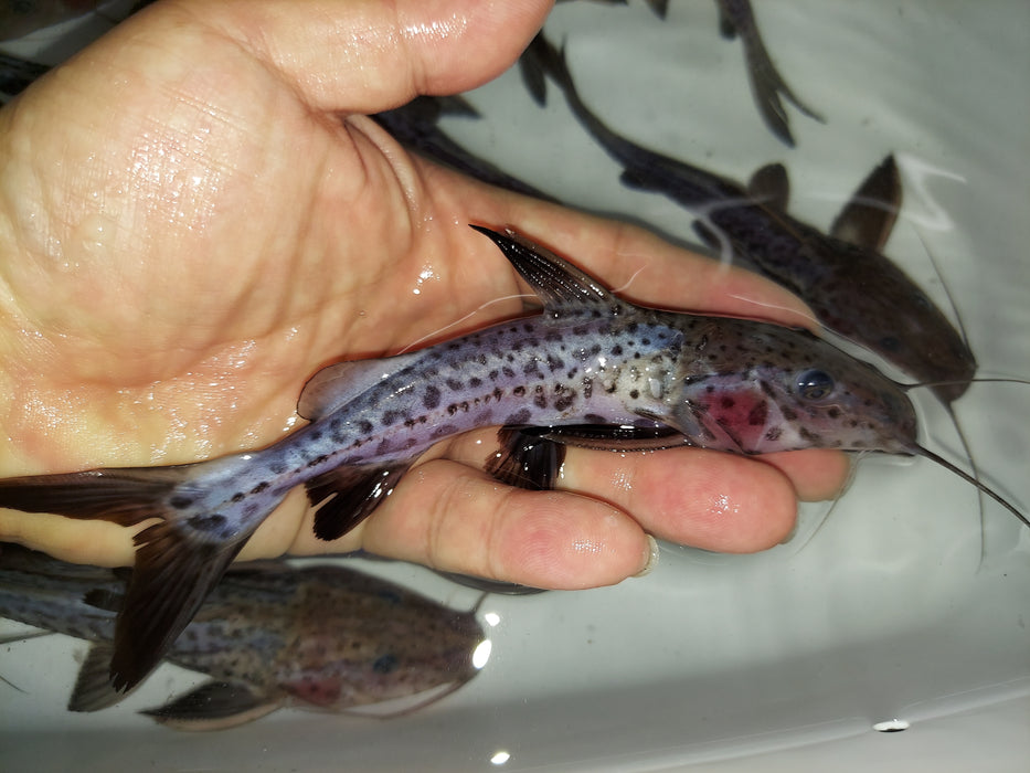 Leaopard Ribsaw Leopard Ripsaw Catfish (Oxydoras niger sp) — Predatory Fins