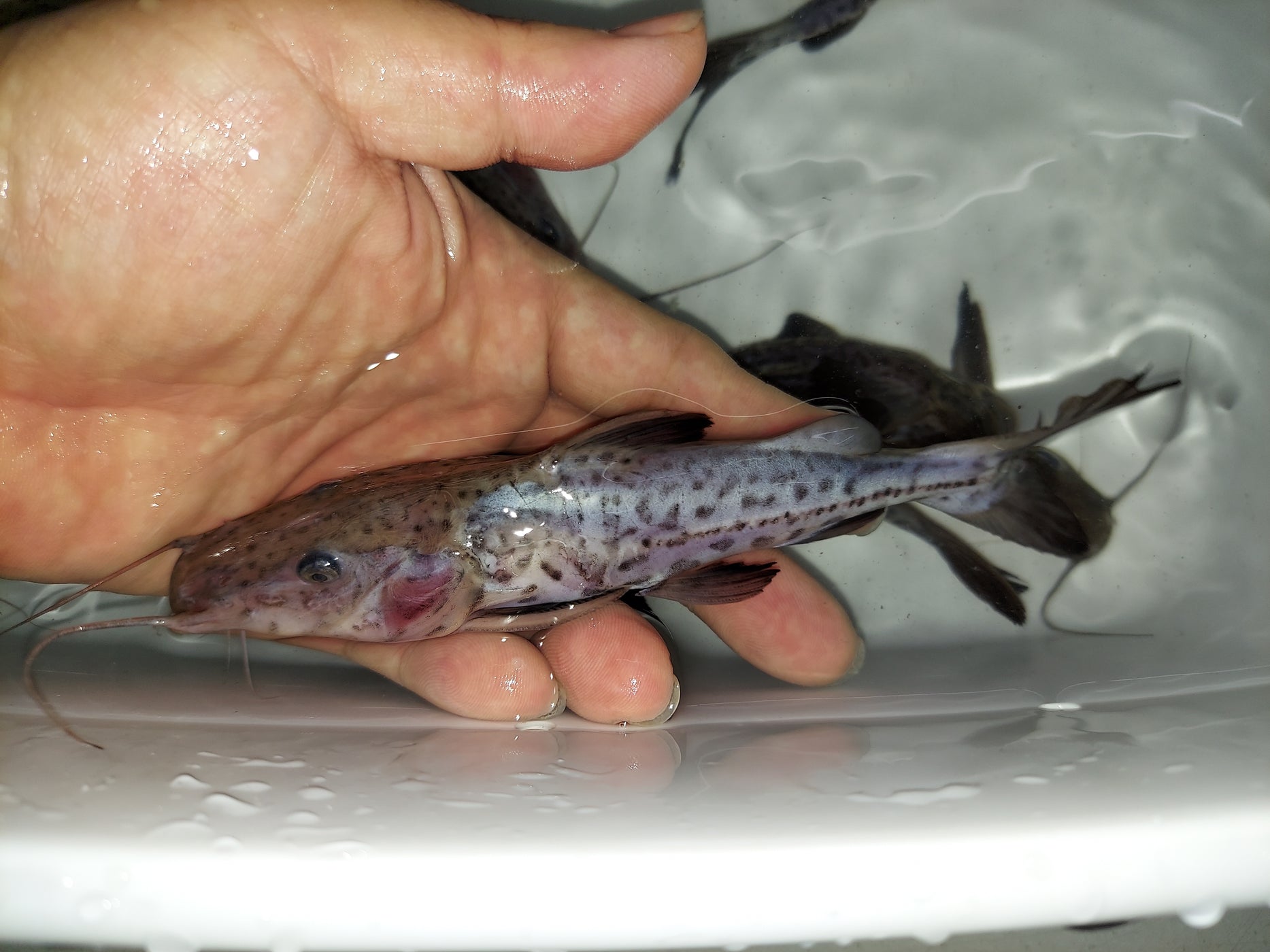 Leopard Ripsaw Catfish (Oxydoras niger sp) — Predatory Fins