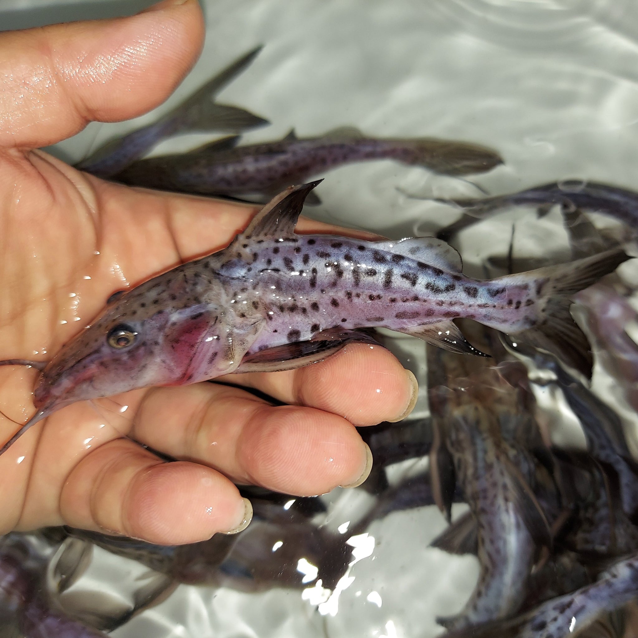 Leopard Jau Hybrid Catfish (Zungaro zungaro sp) – Predatory Fins