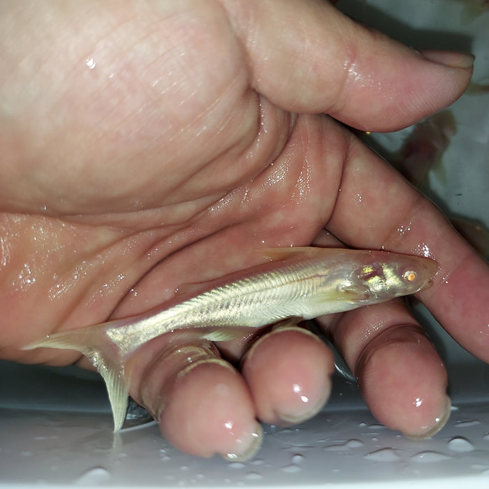Albino Metallic Pangasius Shark (Pangasius larnaudii sp)