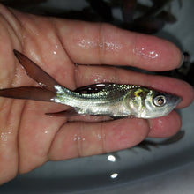 Load image into Gallery viewer, Siamese Giant Barb (Catlocarpio siamensis)
