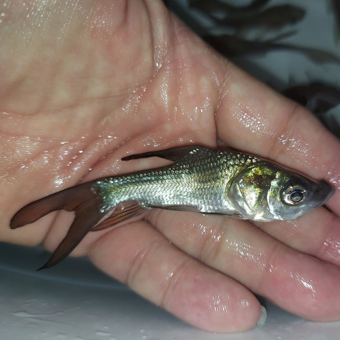Siamese Giant Barb (Catlocarpio siamensis)