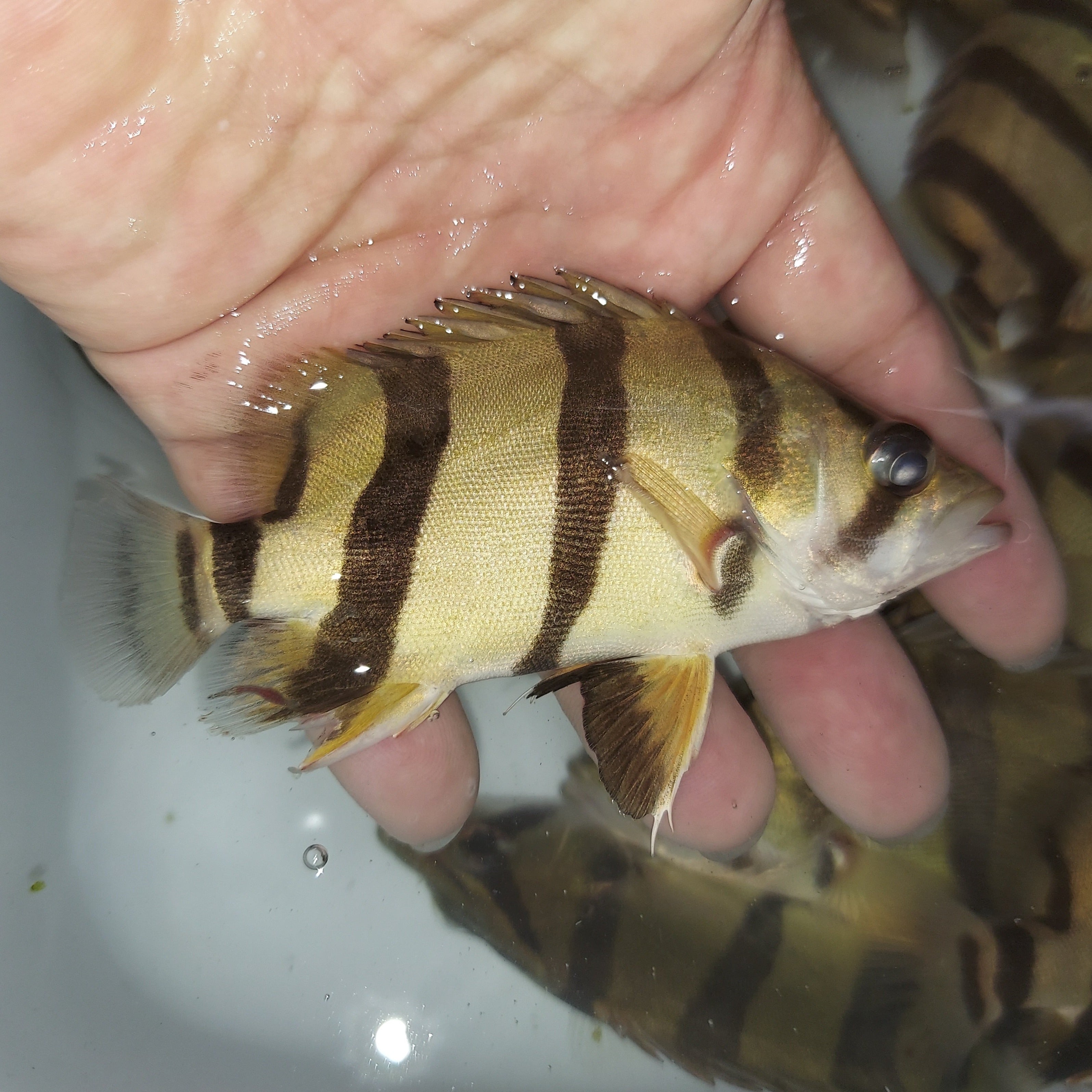 NTT Datnoid Tiger Fish (Datnioides undecimradiatus)