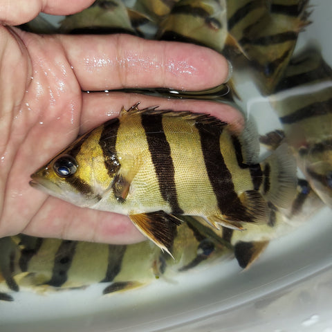 NTT Datnoid Tiger Fish (Datnioides undecimradiatus) – Predatory Fins
