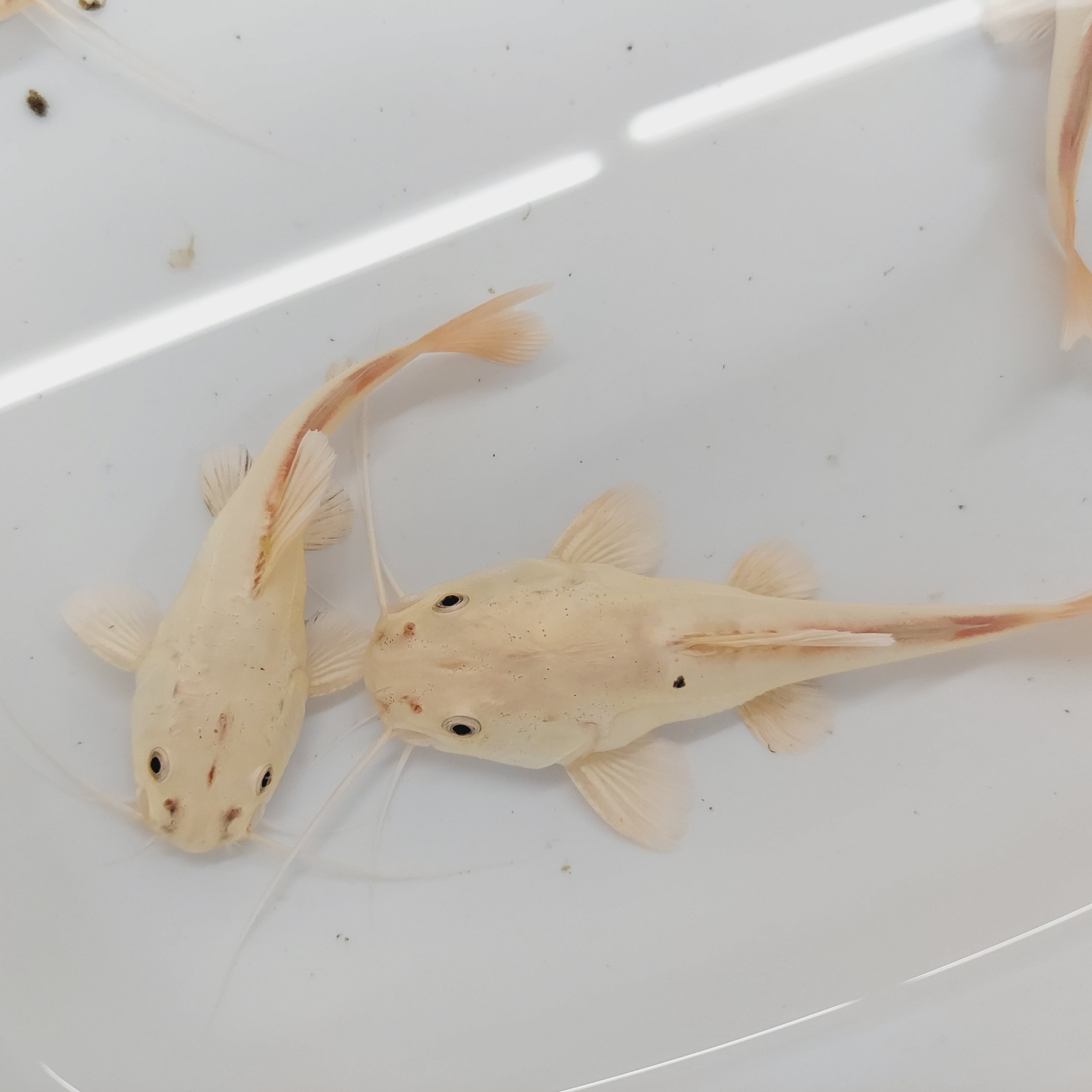 Red Tailed Catfish Baby Red tailed catfish baby