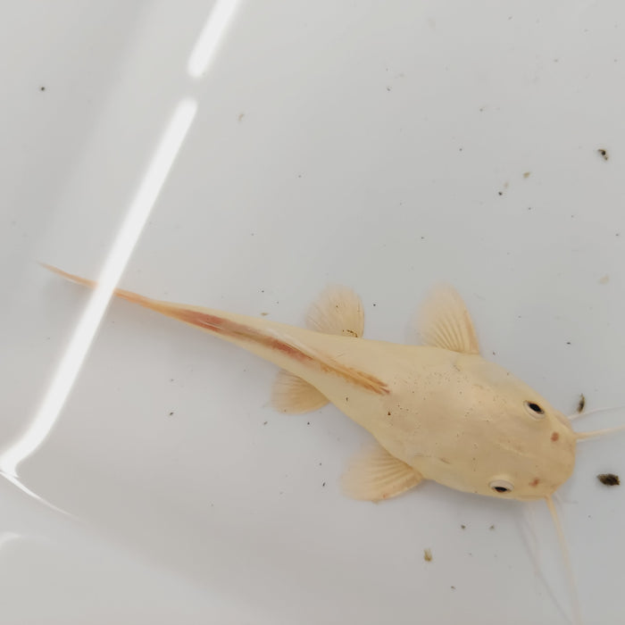 Platinum Redtail Catfish (Phractocephalus hemioliopterus)