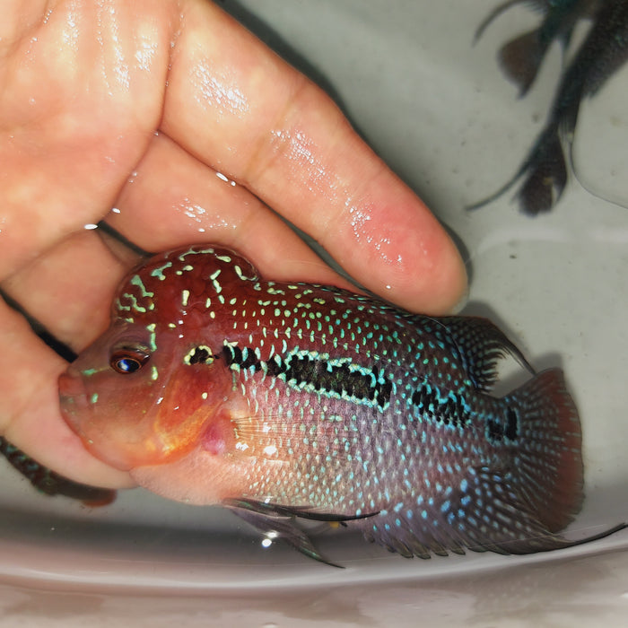 Super Red Dragon Flowerhorn Cichlid (Cichlasoma sp)
