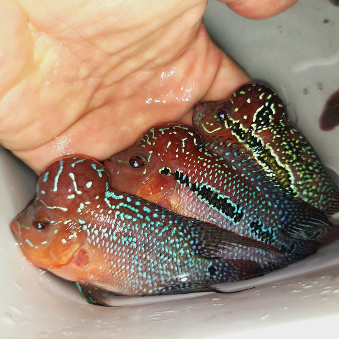 Super Red Dragon Flowerhorn Cichlid (Cichlasoma sp)
