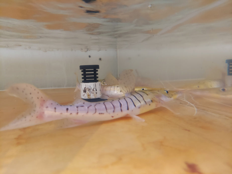 Platinum White Tiger Shovelnose Catfish (Pseudoplatystoma tigrinum)