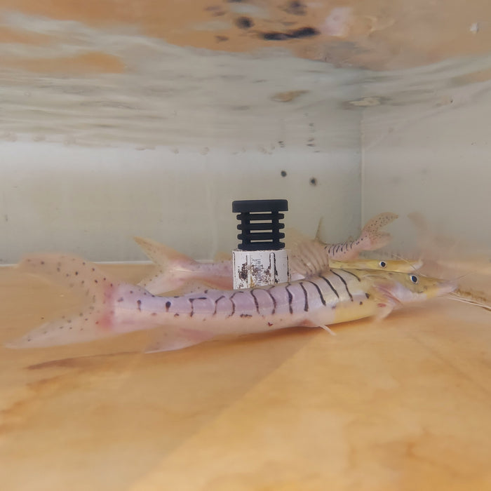 Platinum White Tiger Shovelnose Catfish (Pseudoplatystoma tigrinum)