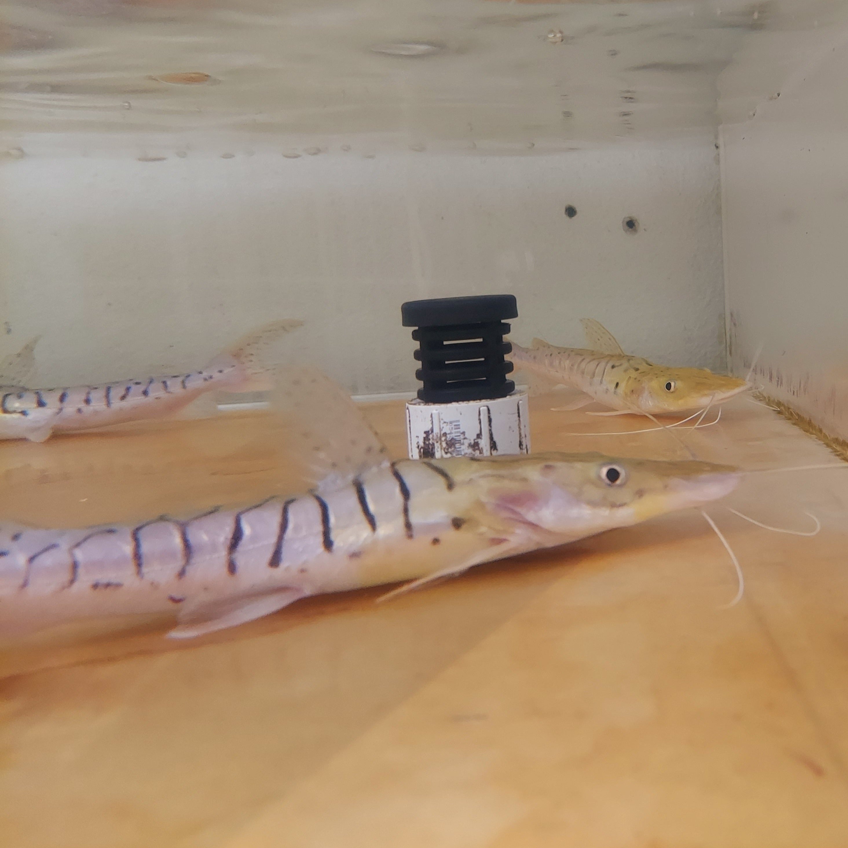 Platinum White Tiger Shovelnose Catfish (Pseudoplatystoma tigrinum)