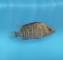 Load image into Gallery viewer, Umbee Cichlid (Kronoheros umbriferus)
