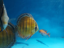 Load image into Gallery viewer, Wild Alenquer Red Discus (Symphysodon aequifasciata)
