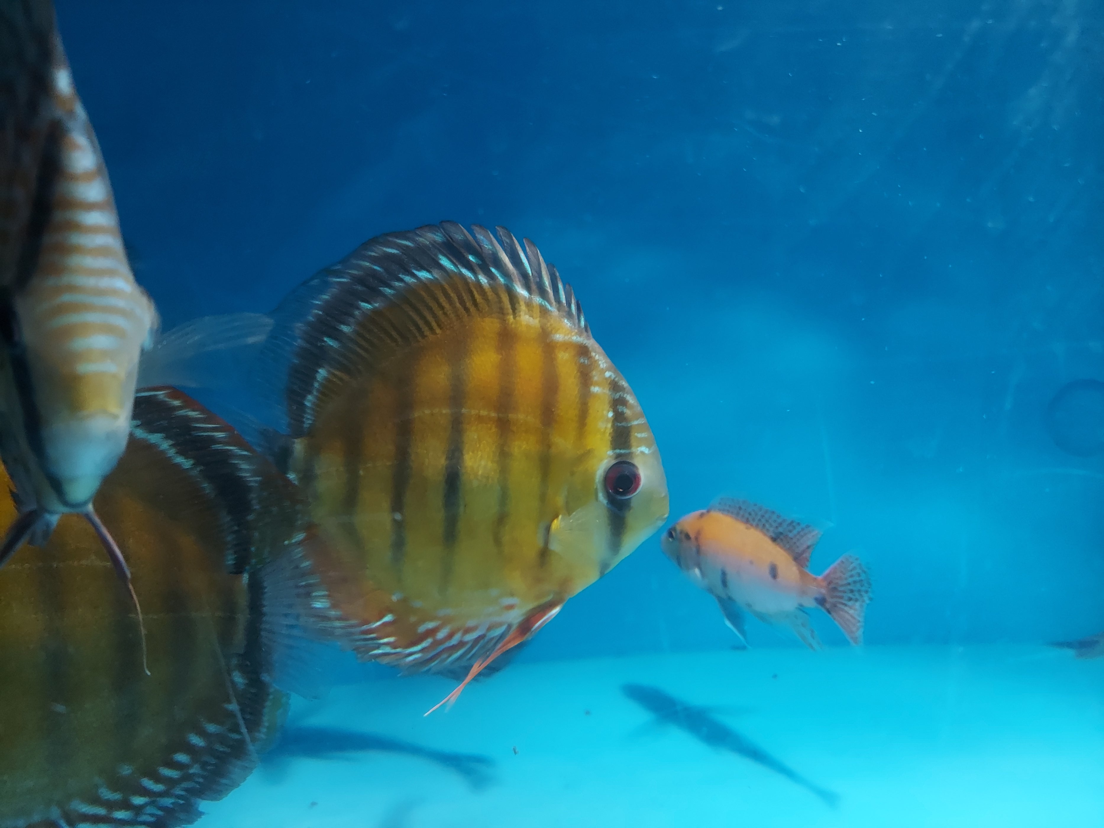 Wild Alenquer Red Discus (Symphysodon aequifasciata) — Predatory Fins