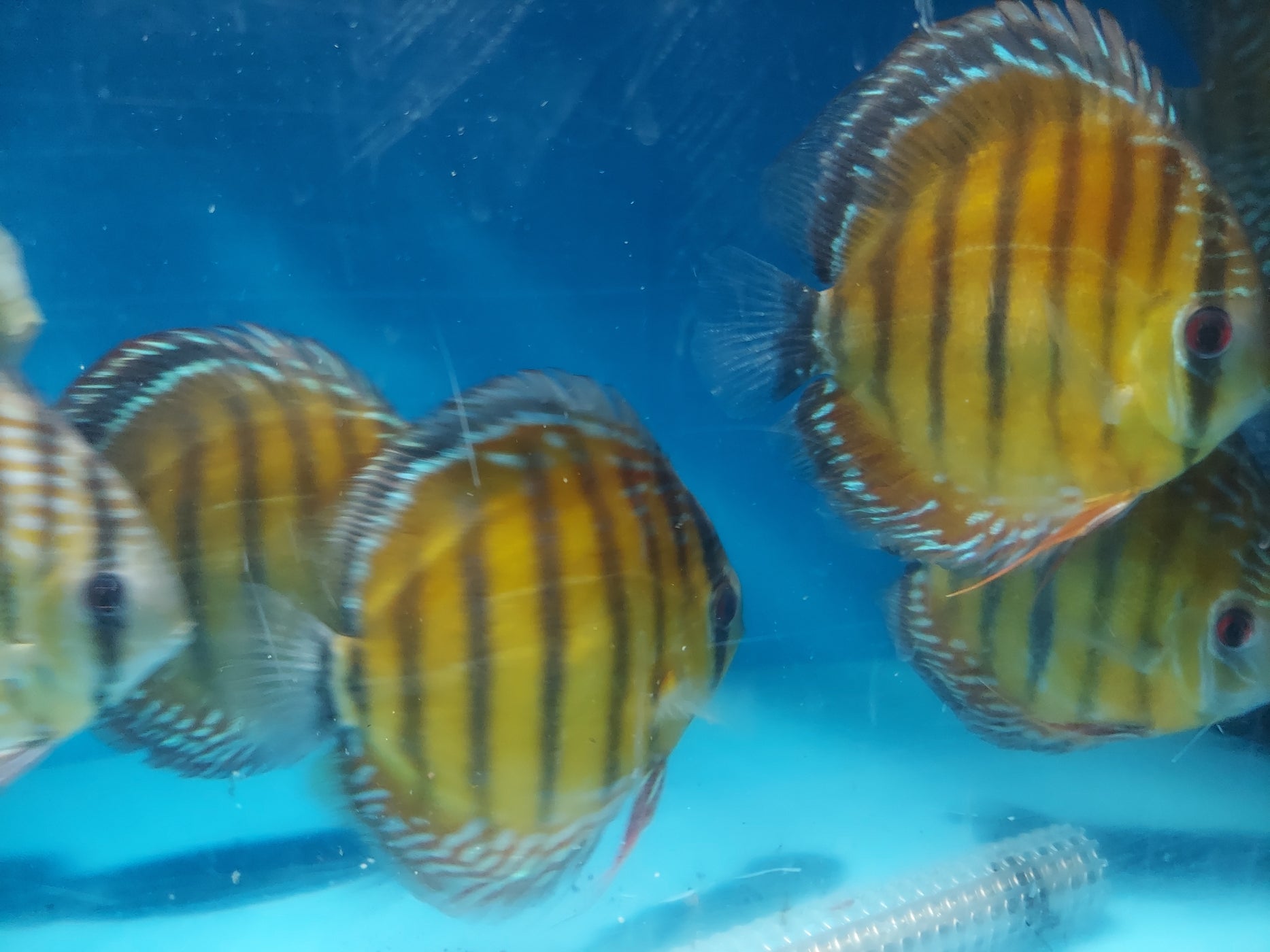 Wild Alenquer Red Discus (Symphysodon aequifasciata) — Predatory Fins