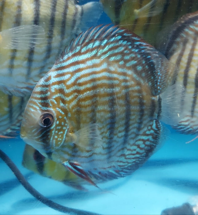 Wild Royal Discus (Symphysodon aequifasciata)