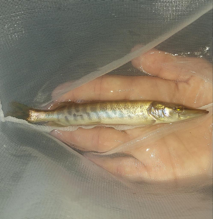 Tiger Muskie (Esox sp)