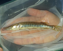 Load image into Gallery viewer, Tiger Muskie (Esox sp)
