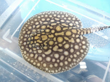 Load image into Gallery viewer, Designer Black Diamond Hybrid Stingray (Potamotrygon sp)
