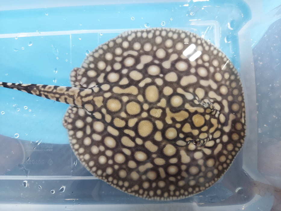Designer Hybrid Stingray (Potamotrygon sp)