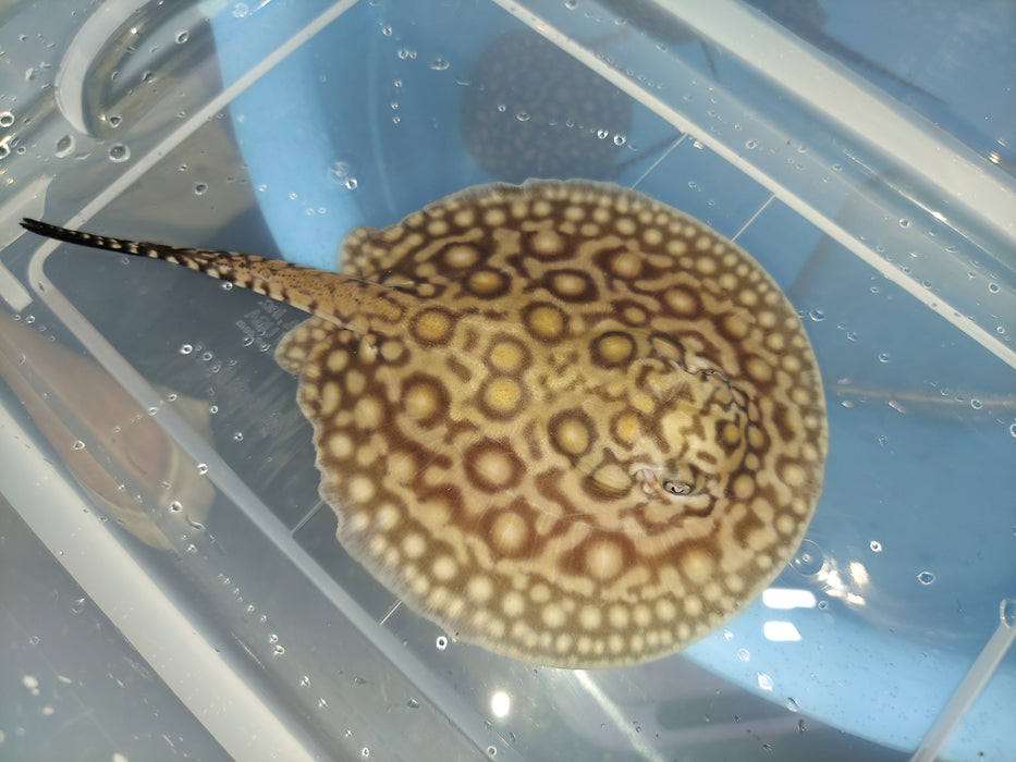 Marbled Motoro Stingray (Potamotrygon motoro)