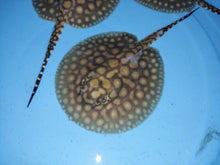 Load image into Gallery viewer, Designer Black Diamond Hybrid Stingray (Potamotrygon sp)

