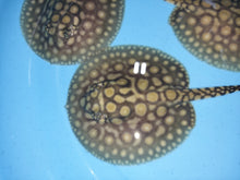 Load image into Gallery viewer, Designer Black Diamond Hybrid Stingray (Potamotrygon sp)
