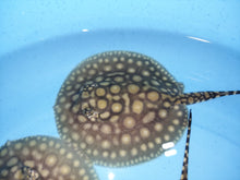 Load image into Gallery viewer, Designer Black Diamond Hybrid Stingray (Potamotrygon sp)
