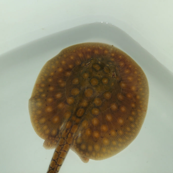 Motoro Hybrid Stingray (Potamotrygon motoro sp)