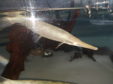 Load image into Gallery viewer, Albino Golden Florida Gar (Lepisosteus platyrhincus)
