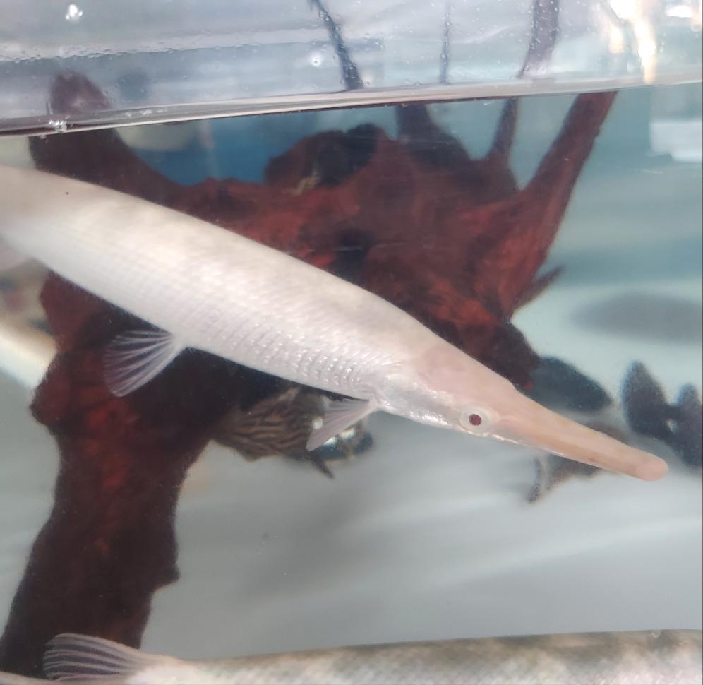 Gar Fish Label Florida Gar